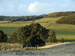 Woodland Cottages - Willow Cottage in Harwood Dale, North Yorkshire, North East England