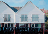 Kittiwakes in Rye, East Sussex, South East England