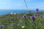 Self catering breaks at Veronica Cottage in Anvil Point Lighthouse, Dorset